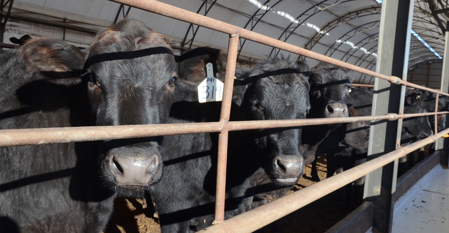 UNL Research To Help Boost Efficiency By Integrating Cattle Crops