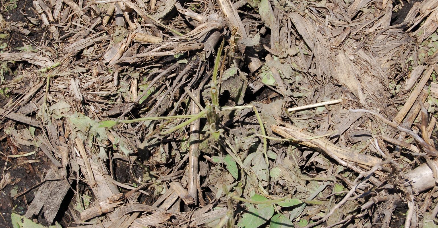 Soybean Yield Loss Due To Defoliation Depends Upon Growth Stage