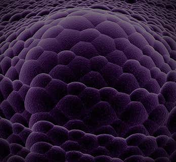 Dermatologia