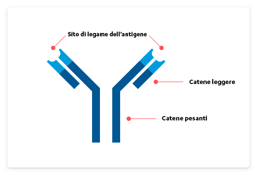 Sito di legame dell'antigene