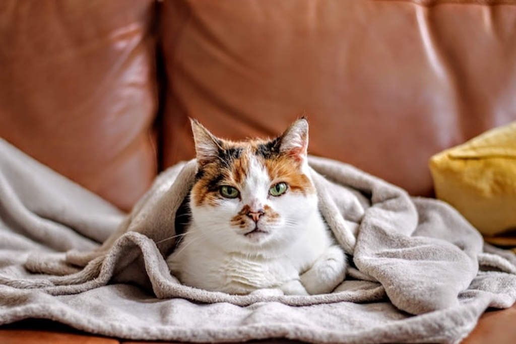 Enlever l'odeur de pipi de chat sur un canapé : nos astuces - Emma