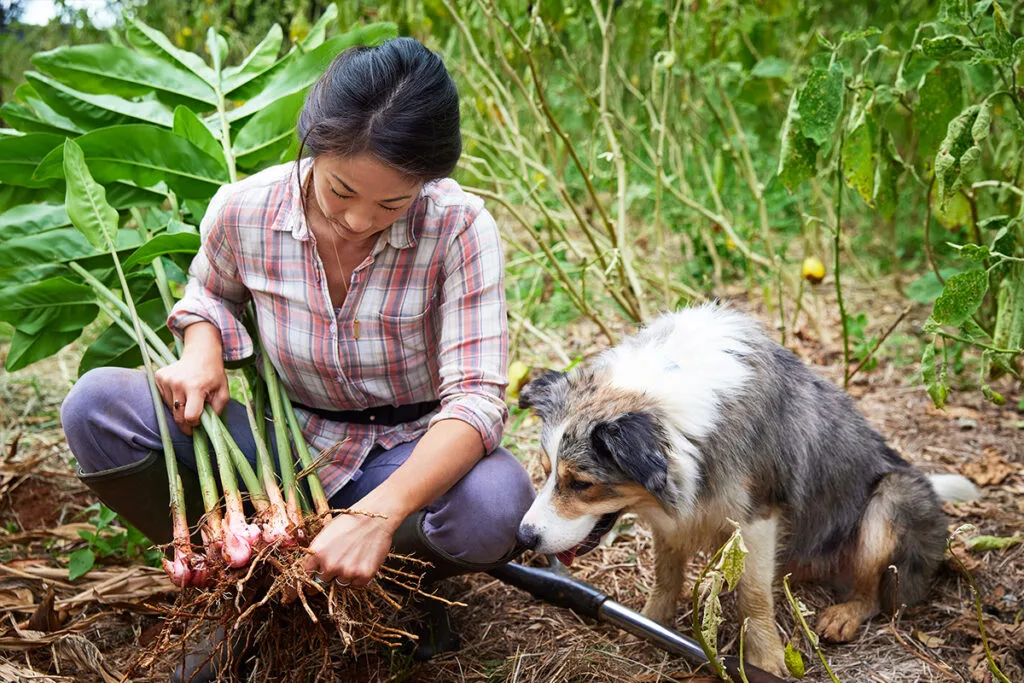 Palisa harvesting galangal while her Australian shepherd supervises her