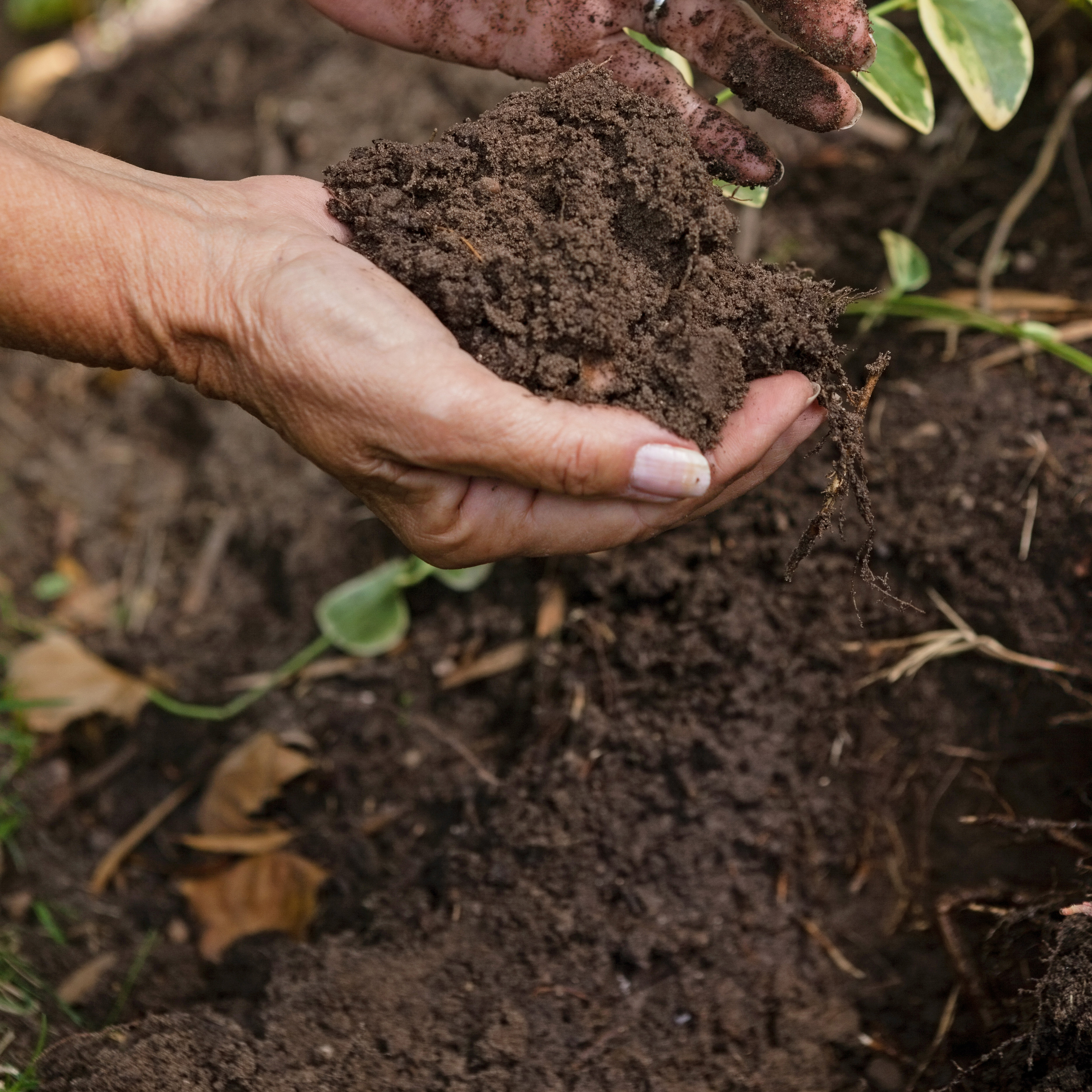 Wickes Peat Free Multi-Purpose Compost - 75L