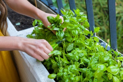 Planting_pots_basil.jpeg