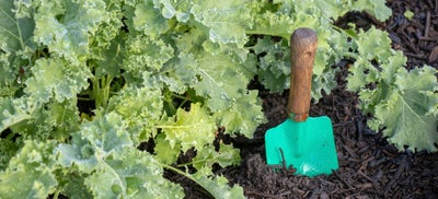 Planting_kale.jpeg