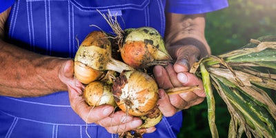 Early_summer_crop_harvest-Title.jpg