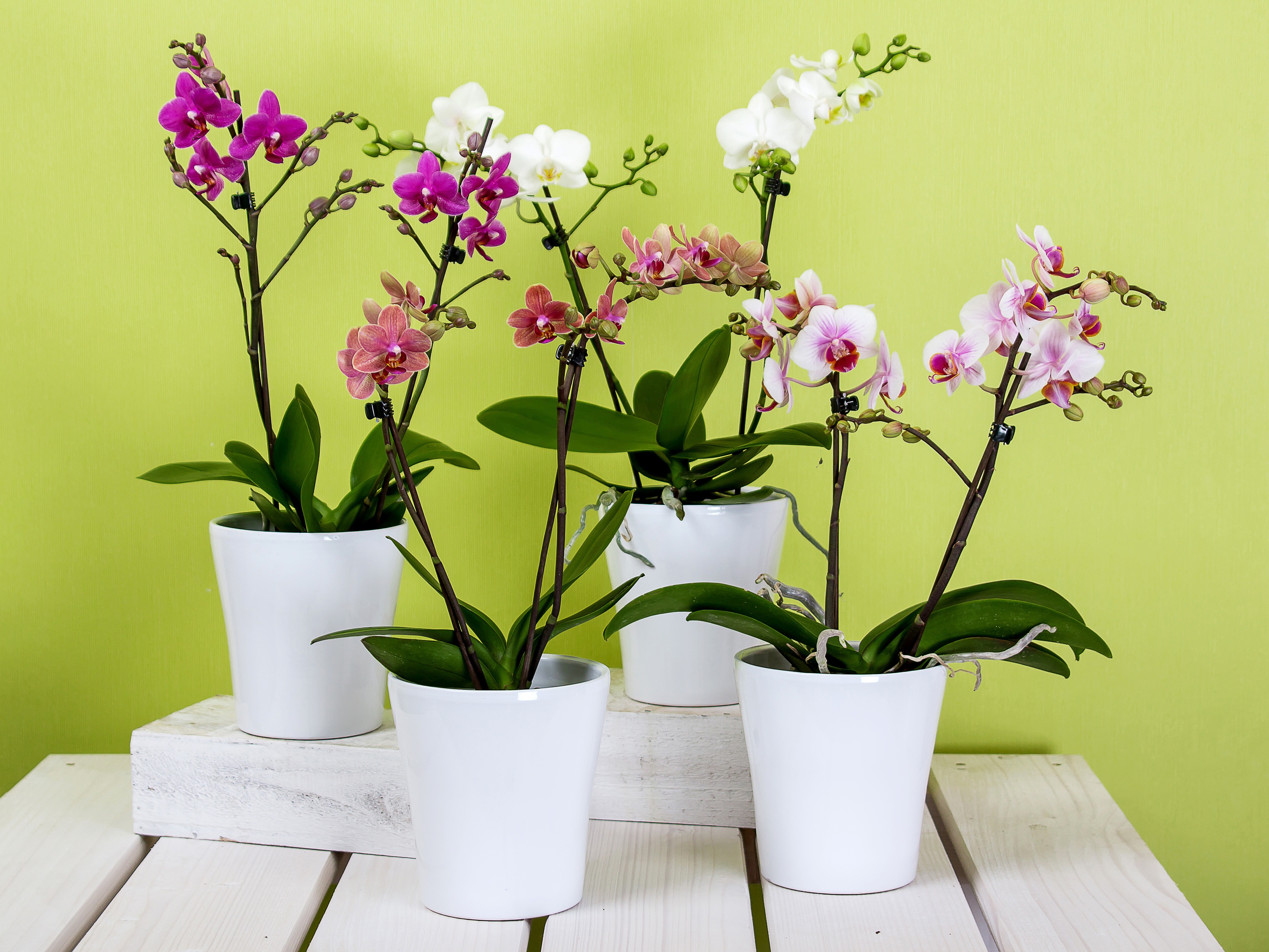 orchids-pots.jpg
