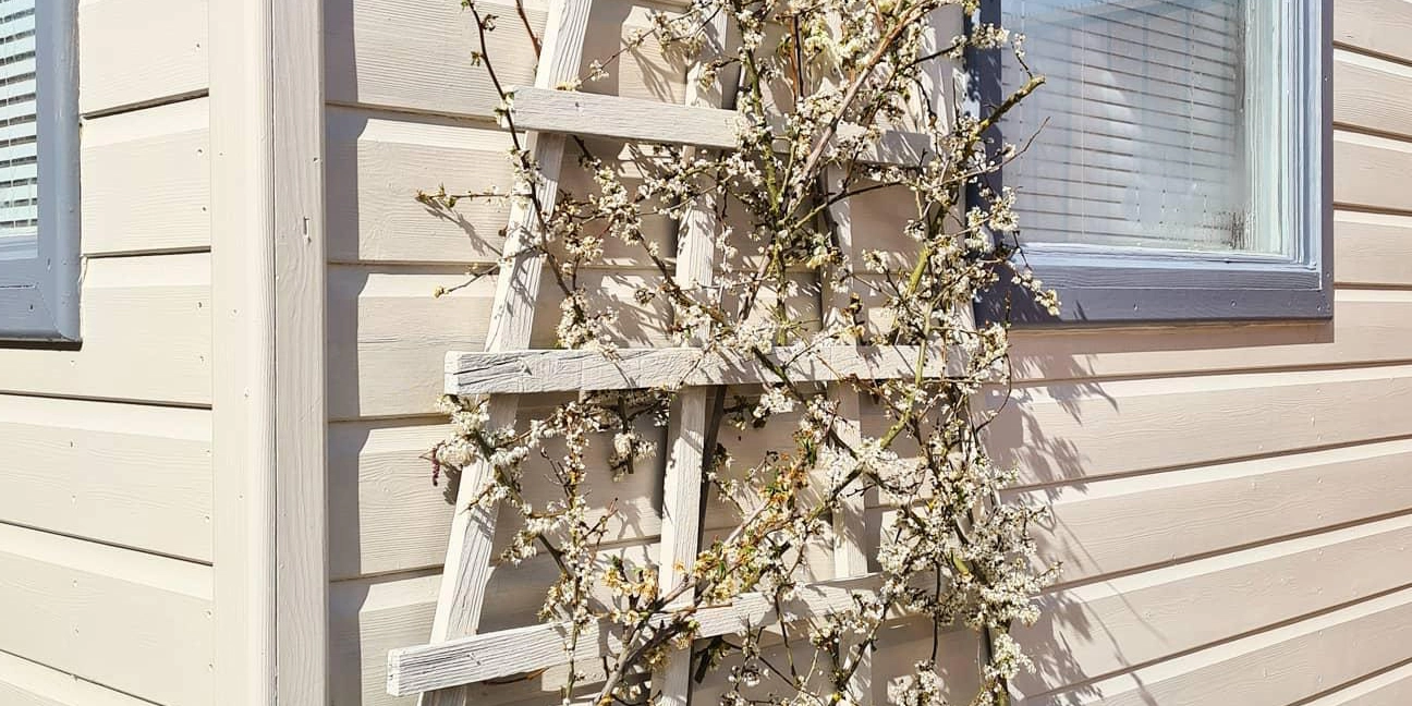 wickes-gardens-attach-a-trellis-6.webp
