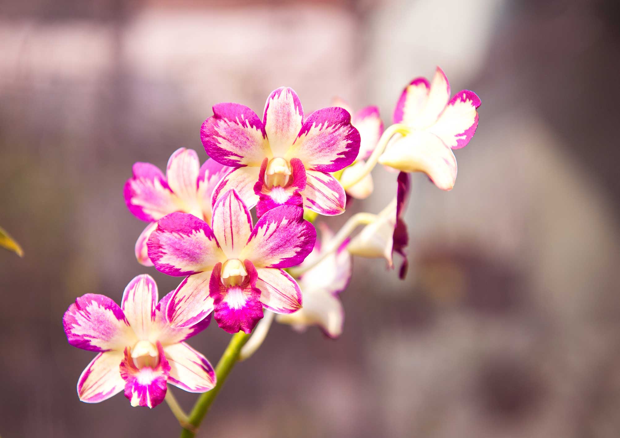 orchids-dendrobium.jpg