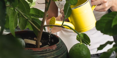 Container care: looking after container plants | Wickes.co.uk