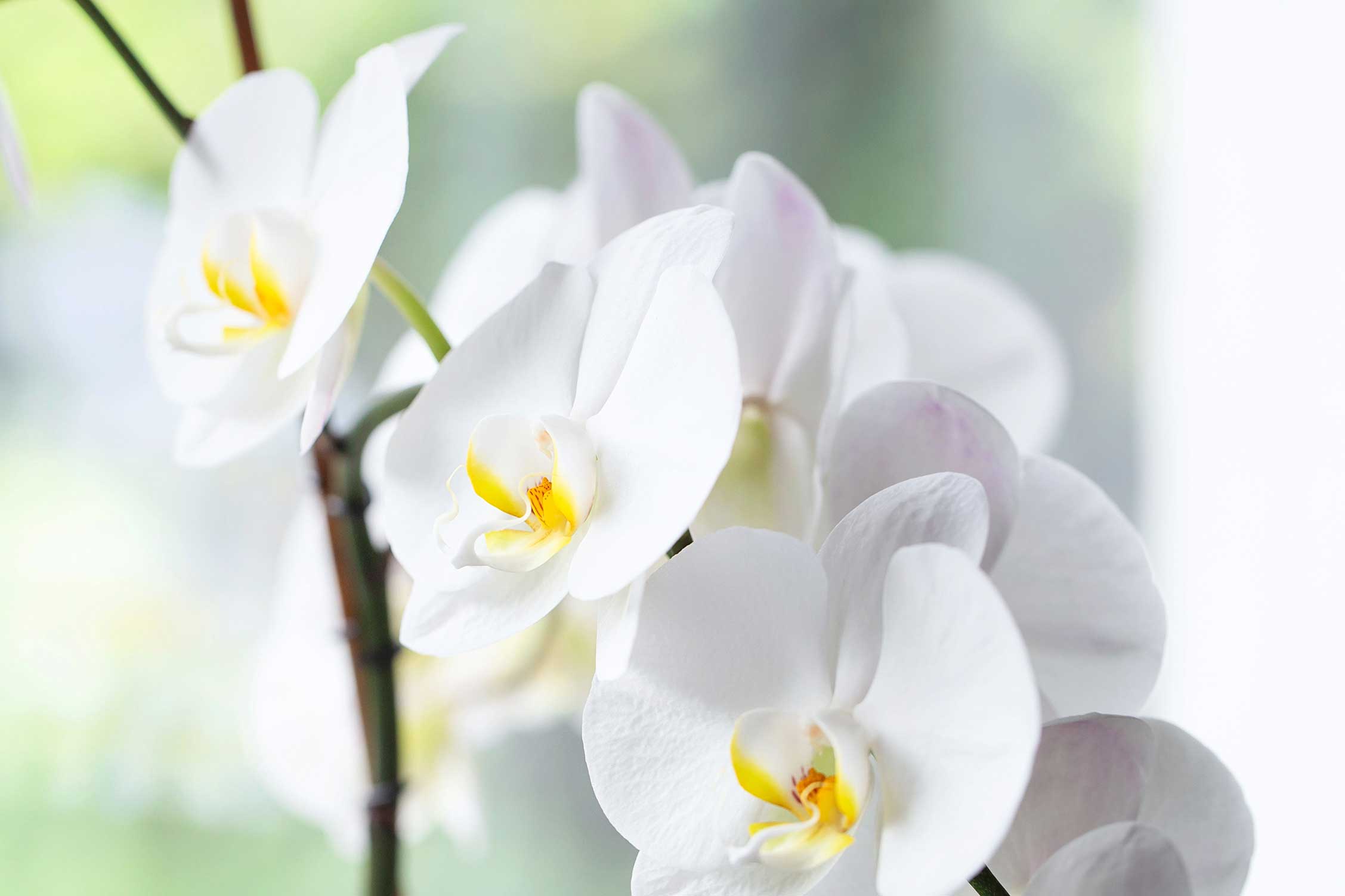 orchid-moth.jpg