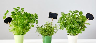 Herbs_in_plant_pot.jpeg
