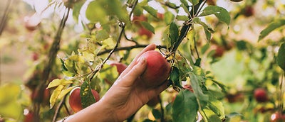 17.Picking_apples.jpeg