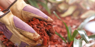 Taking_care_of_tender_plants-Protecting_with_mulch.jpg