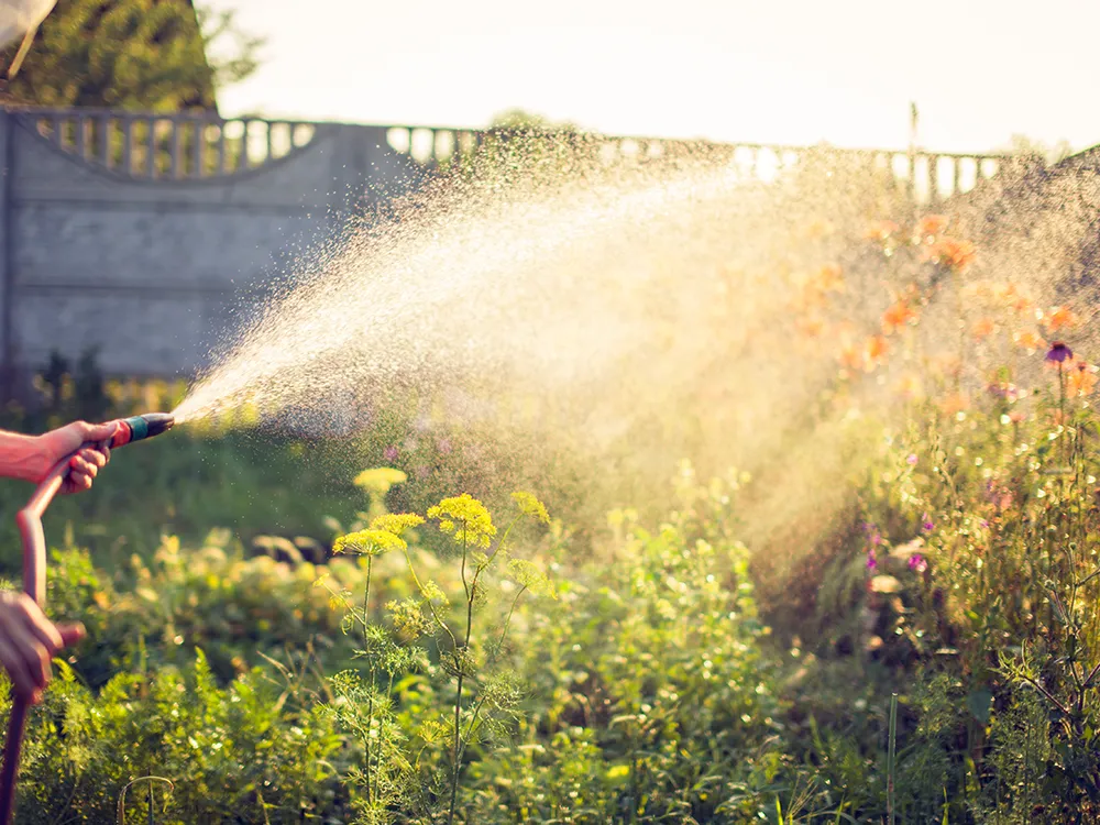 Watering_when_its_hot.jpg