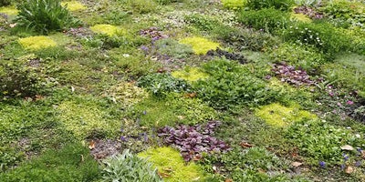 Floral-lawn-at-Avondale-P-4lg.webp