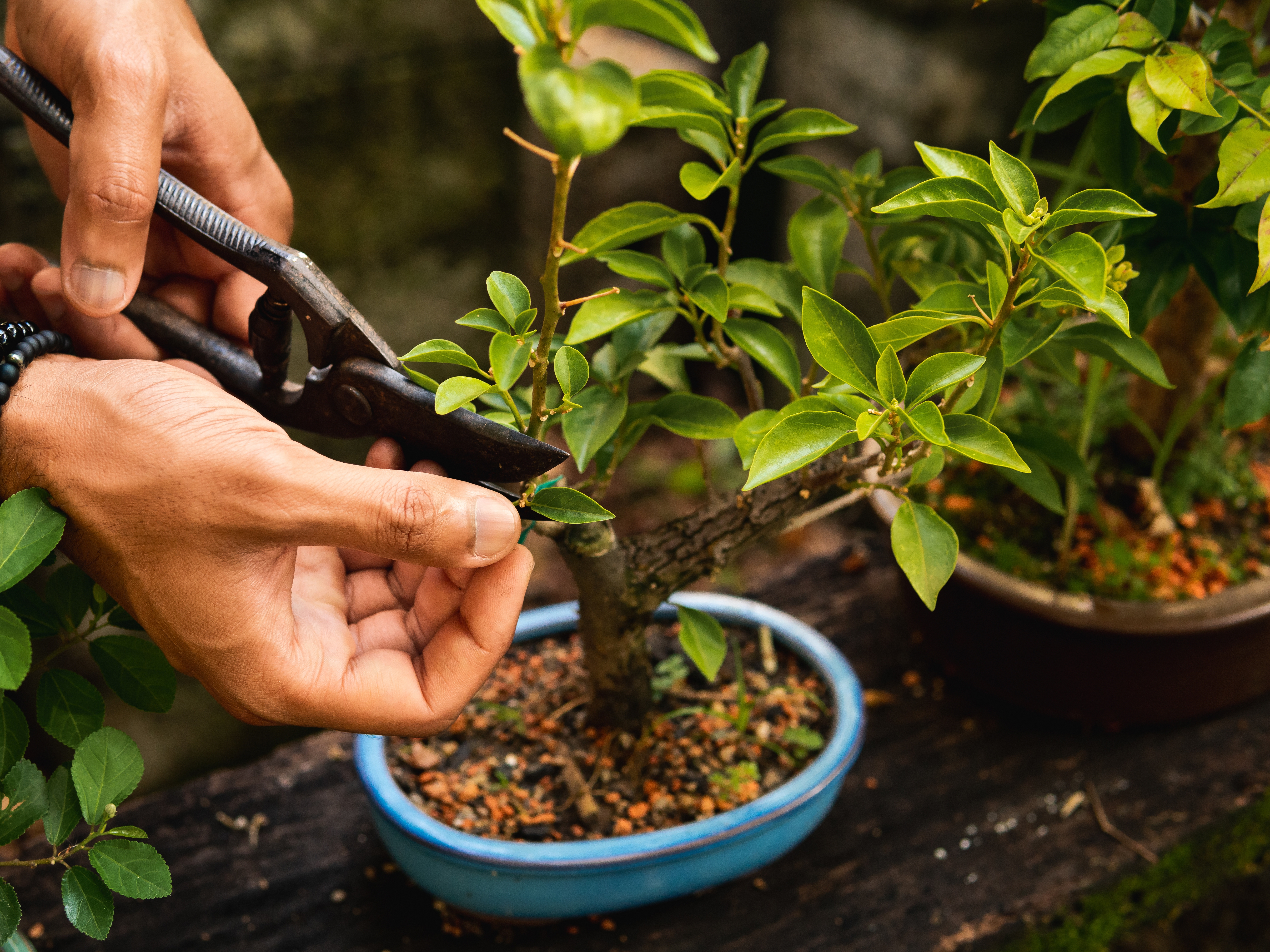 bonsai-care-pruning.jpg