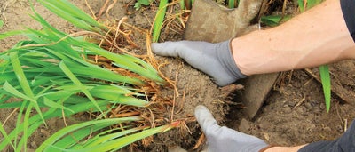 10.Planting.jpeg