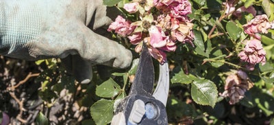 6.Cutting_flowers.jpeg