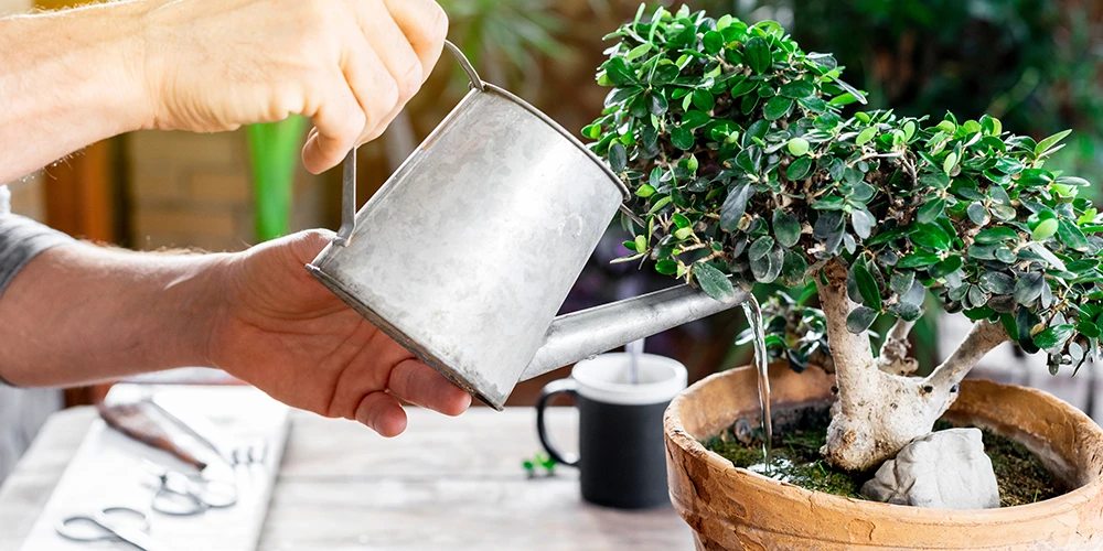 Bonsai care
