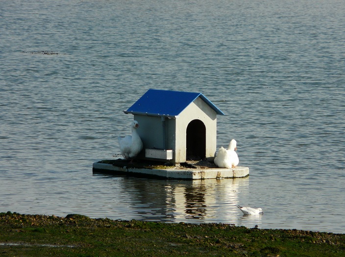 goose house.jpg