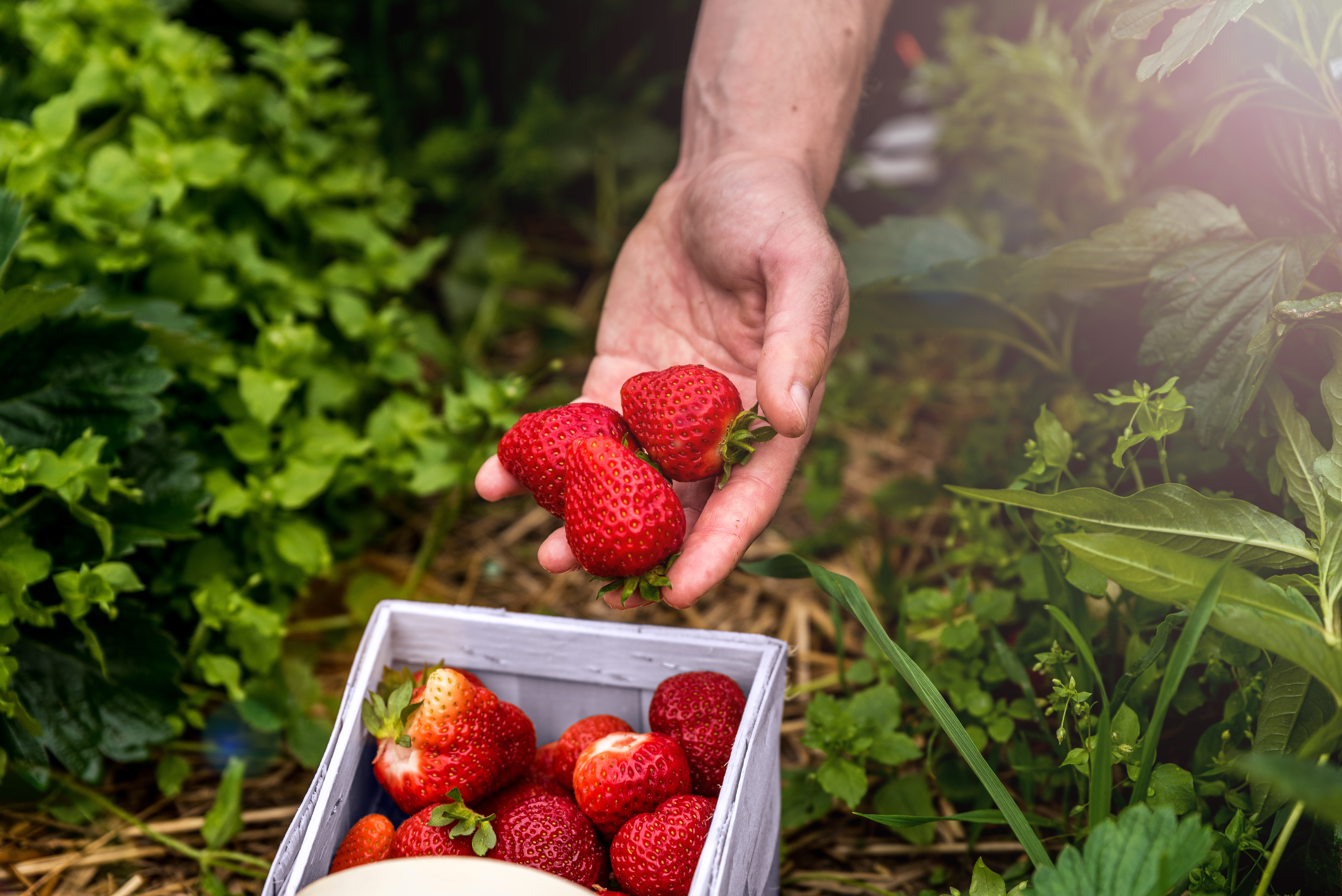 Early_summer_crop_harvest-Strawberries.jpg
