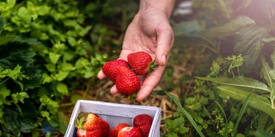Early_summer_crop_harvest-Strawberries.jpg