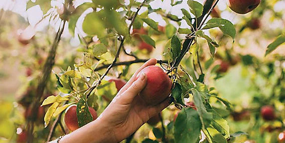 How to grow fruit & veg