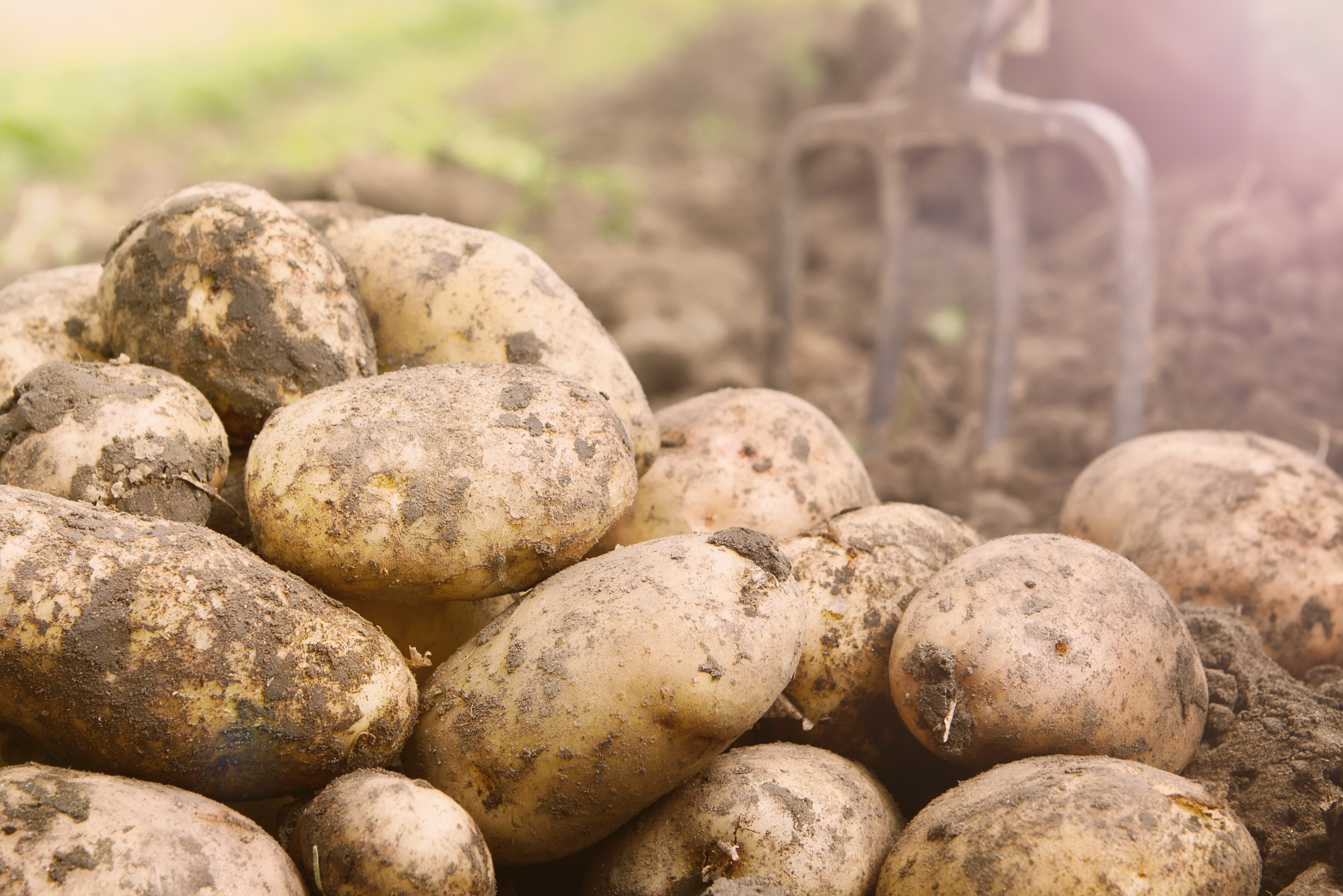 Early Summer Crop Harvest Wickes Co Uk   Early Summer Crop Harvest Potatoes 