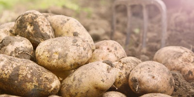 Early_summer_crop_harvest-Potatoes.jpg
