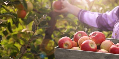 The_perfect_time_to_pick_fruitTitle.jpg