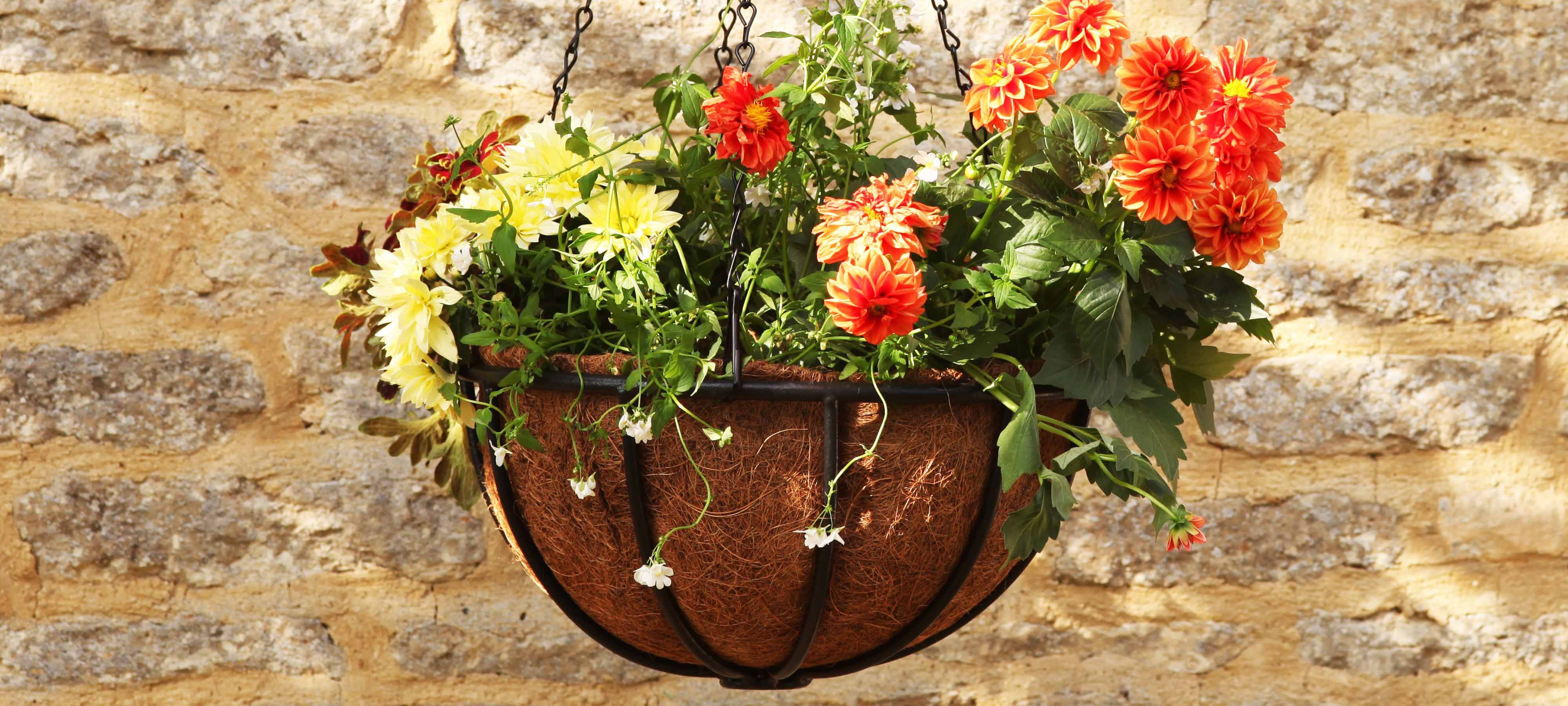 hanging-baskets-experiment.jpeg