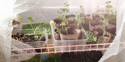 Keeping_out_the_cold_-_insulating_your_greenhouse_Title.jpg