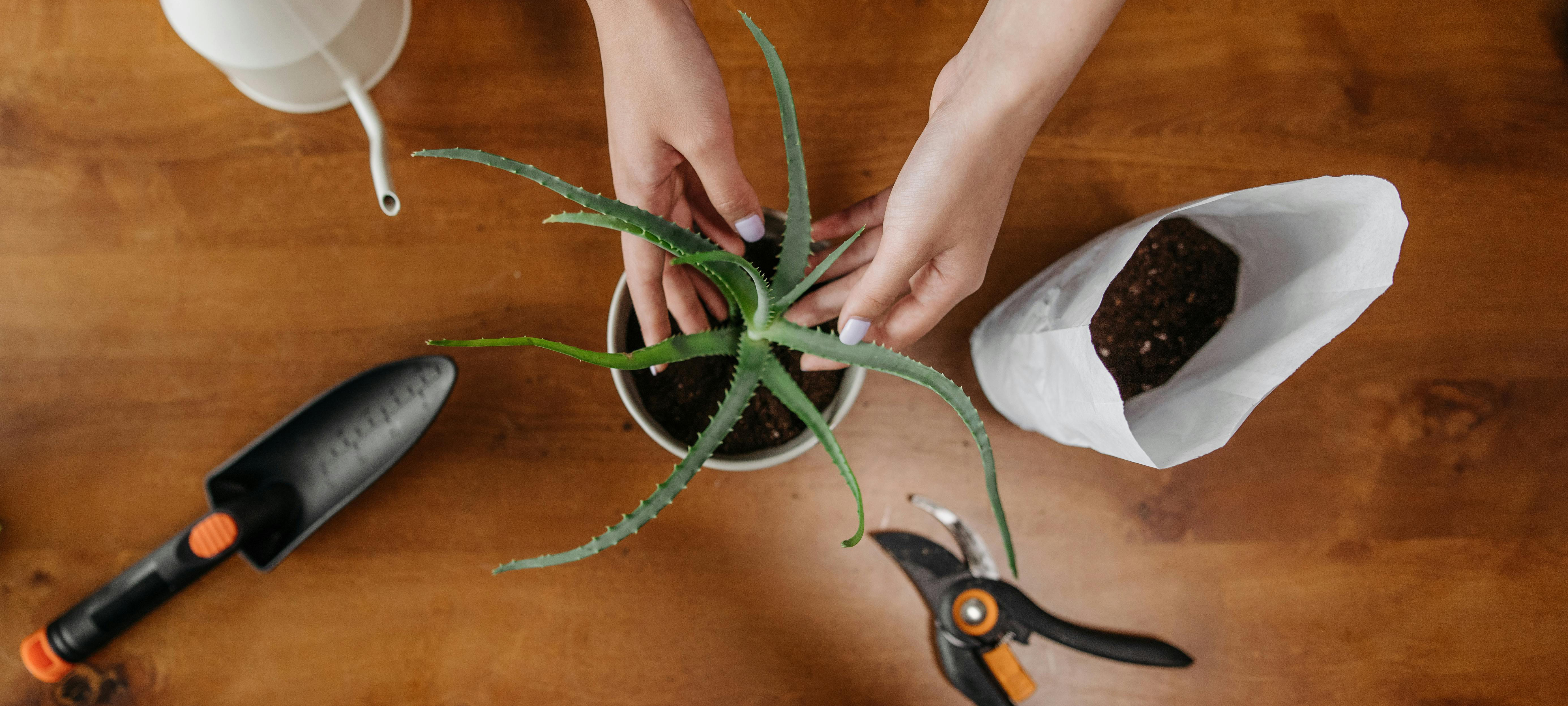 hanging-baskets-preparing.jpg