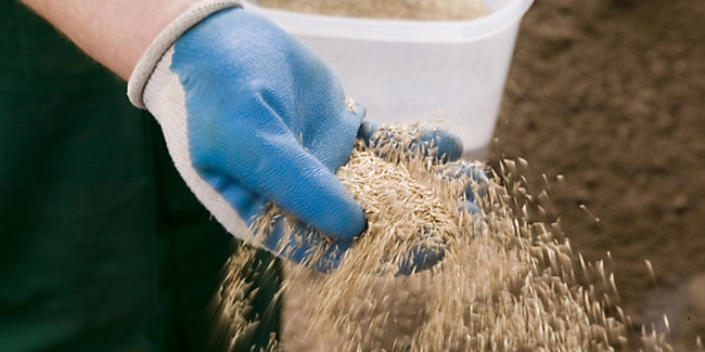 wickes-garden-lay-lawn-turf-24.webp