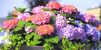 Hydrangea.jpg