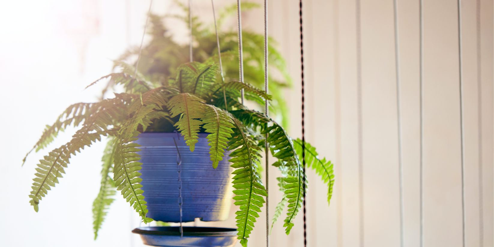 Otherimage4-Scandi-hangingplants.png