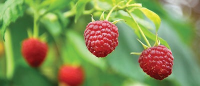 11.Raspberries.jpeg