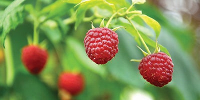 How to Grow Fruit & Vegtables | Wickes.co.uk