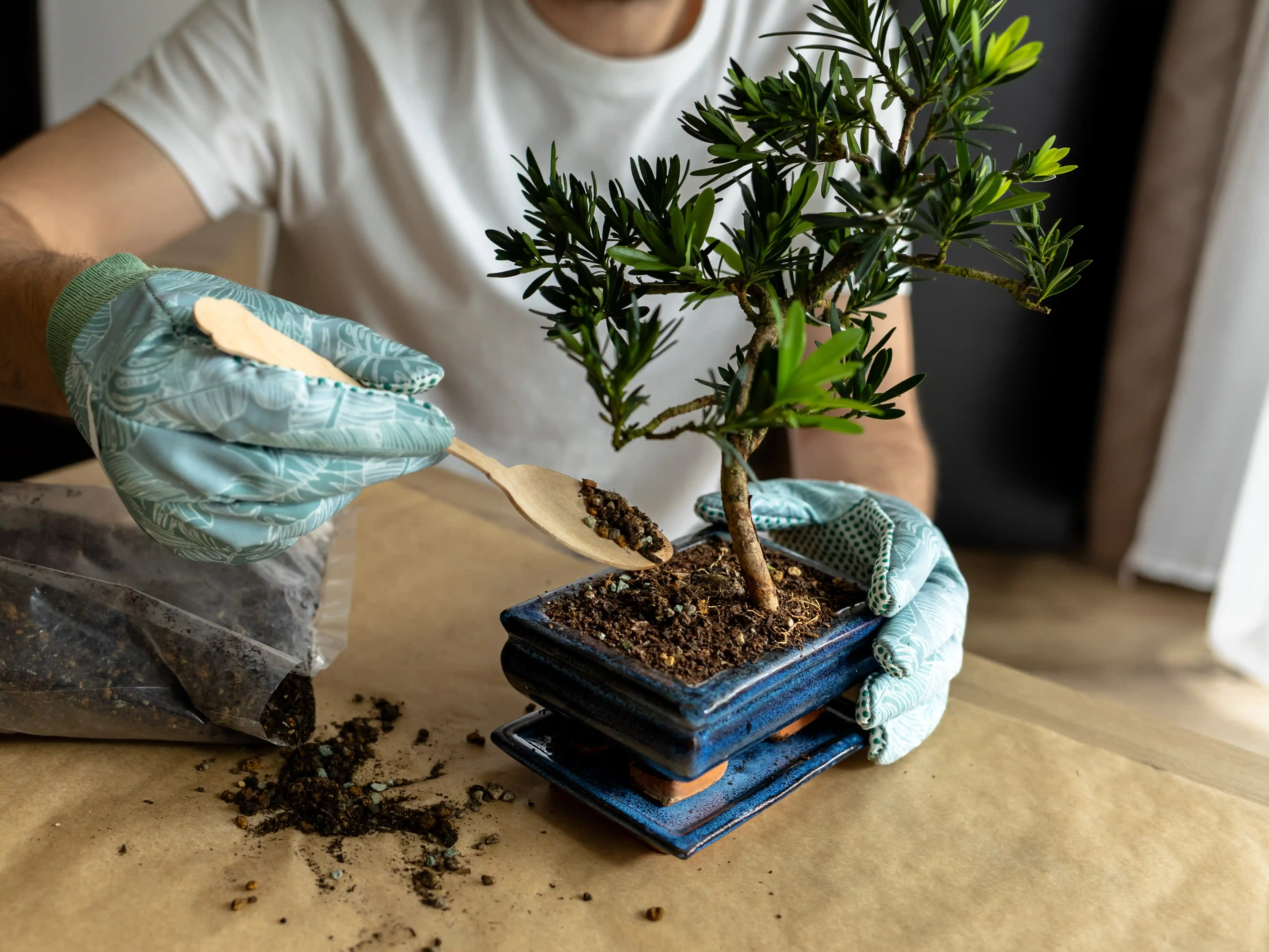 wickes-gardens-bonsai-care-5.webp