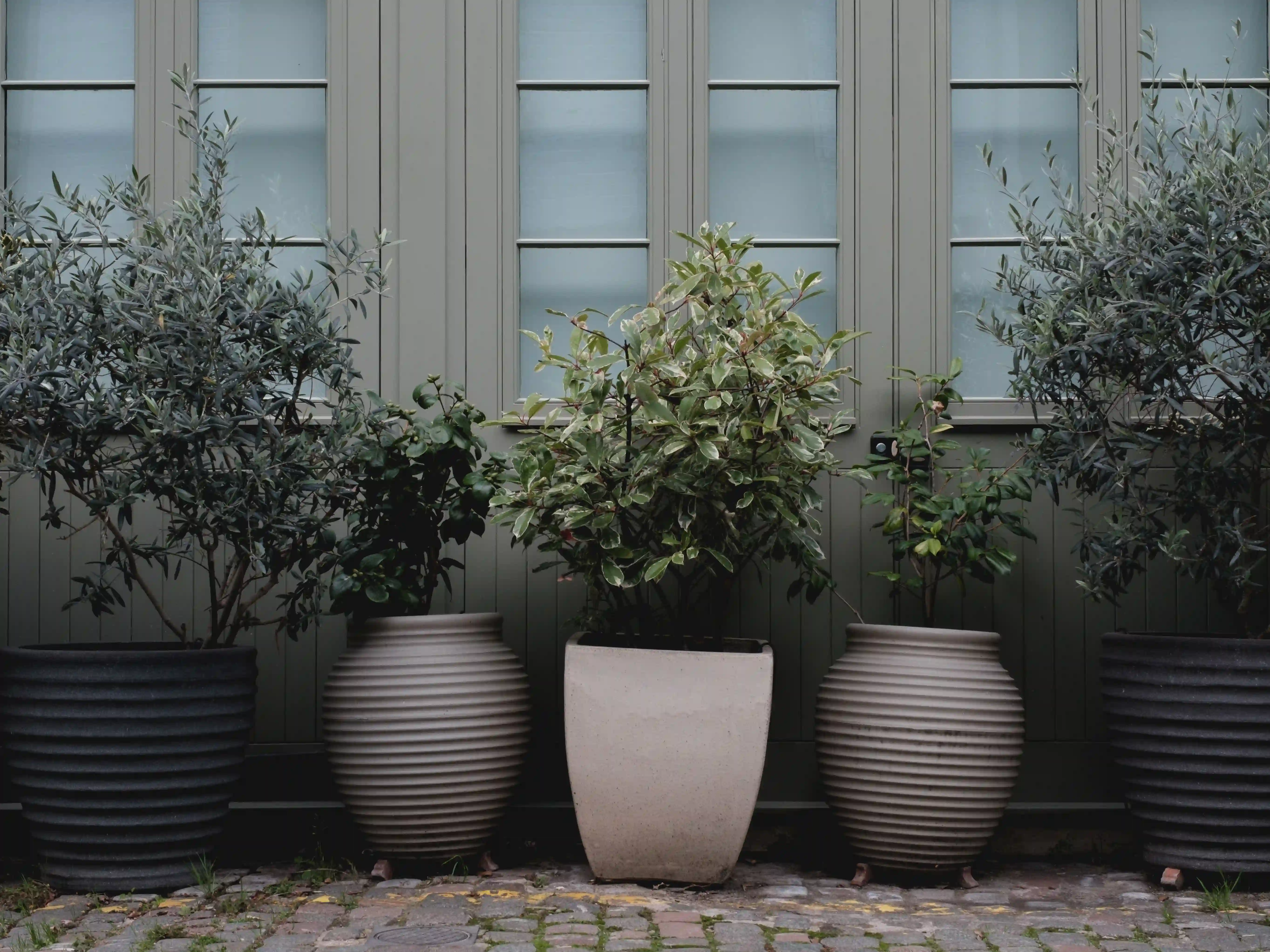 Wickes_WinterPlants_Reviving.webp