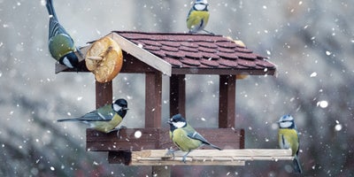 Looking_out_for_feathered_friends_Intro.jpg