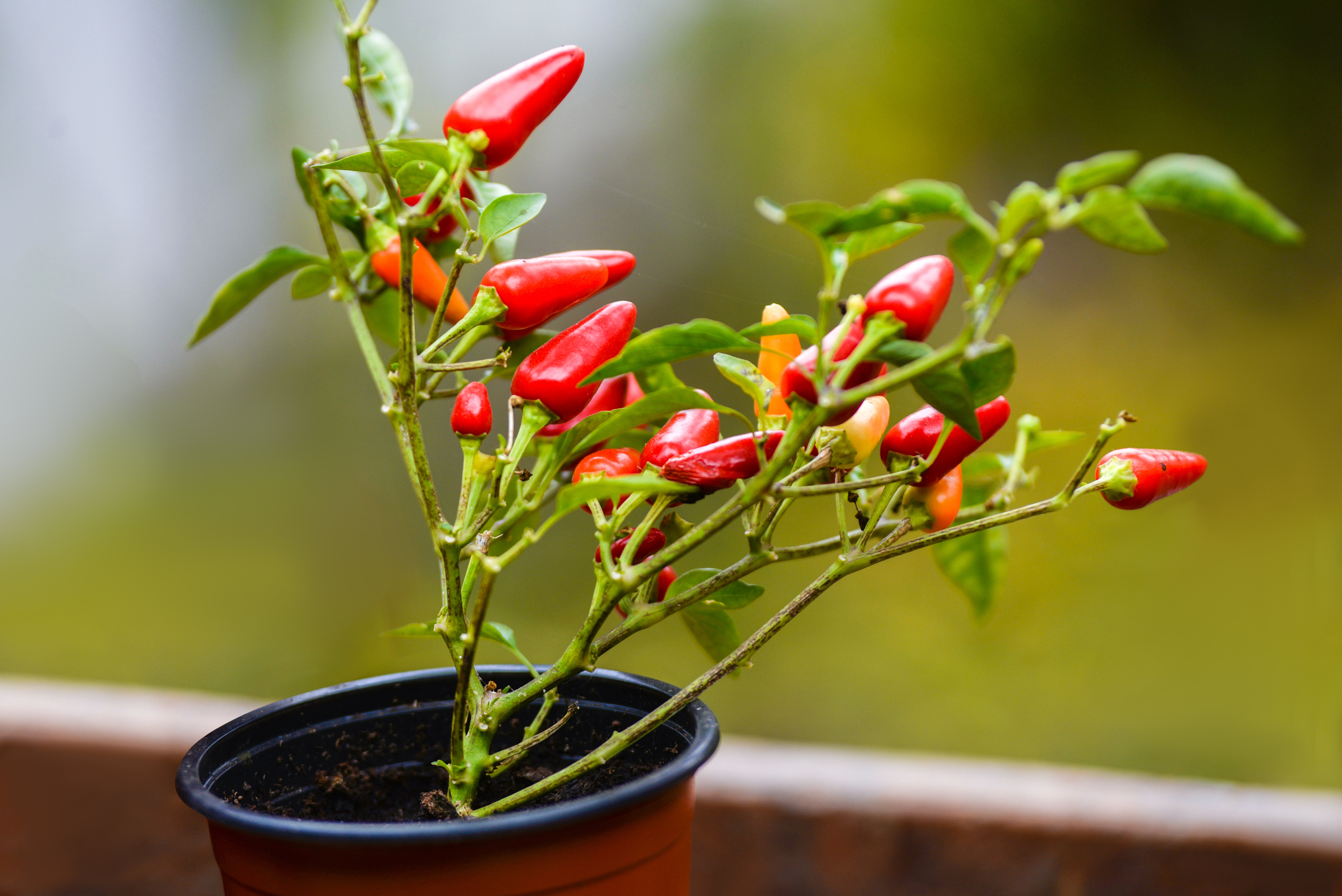 Grow_your_own_Chillies_Move_them_outdoors.jpg