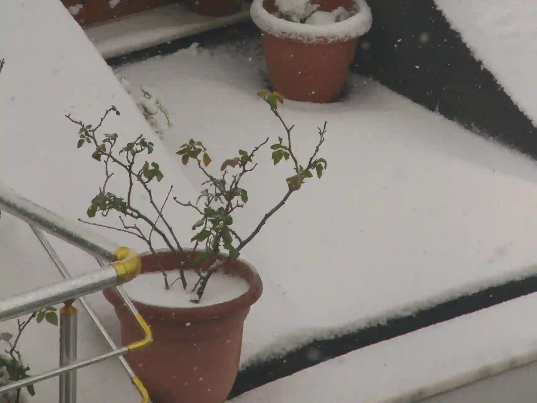 Wickes_WinterPlants_Watering.webp
