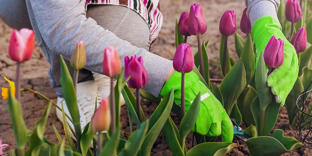 When to plant flower seeds & bulbs