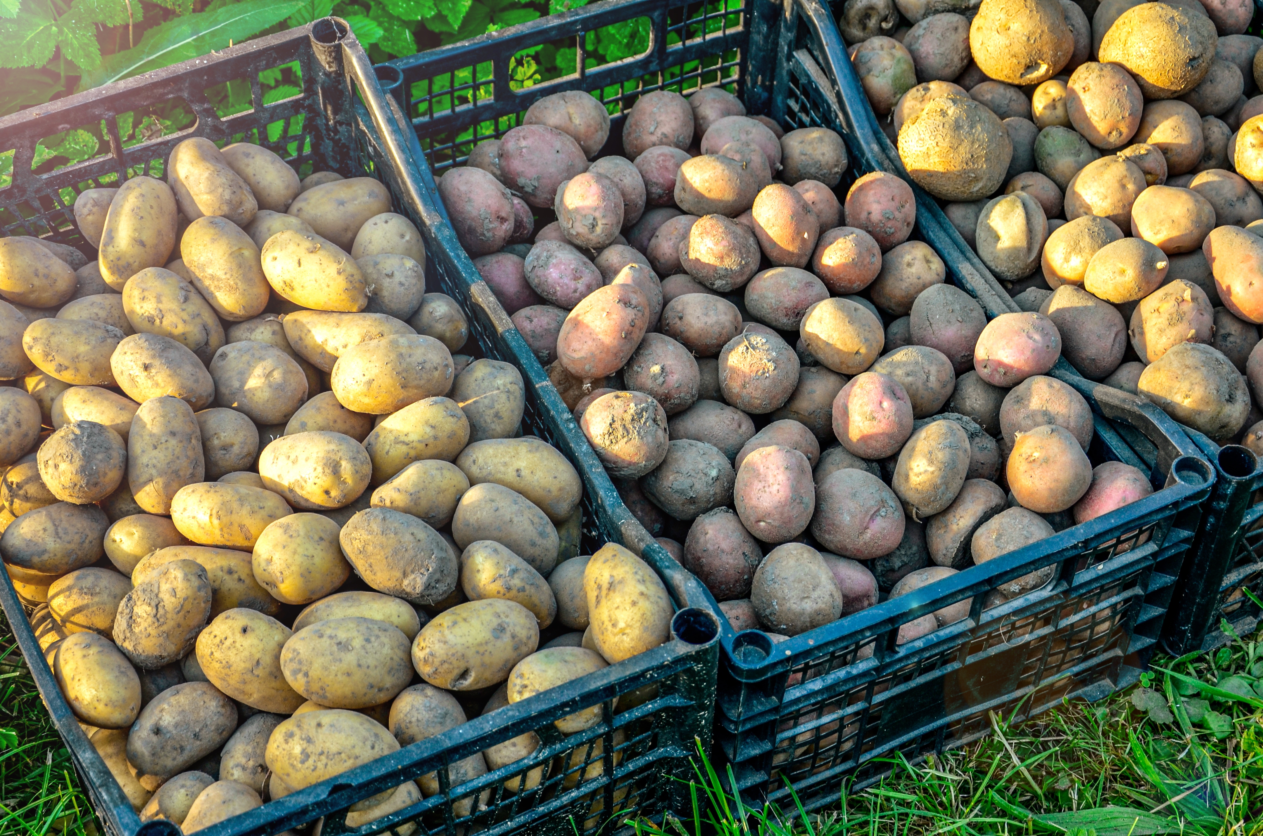 Picking_your_remaining_crops-Potatoes.jpg