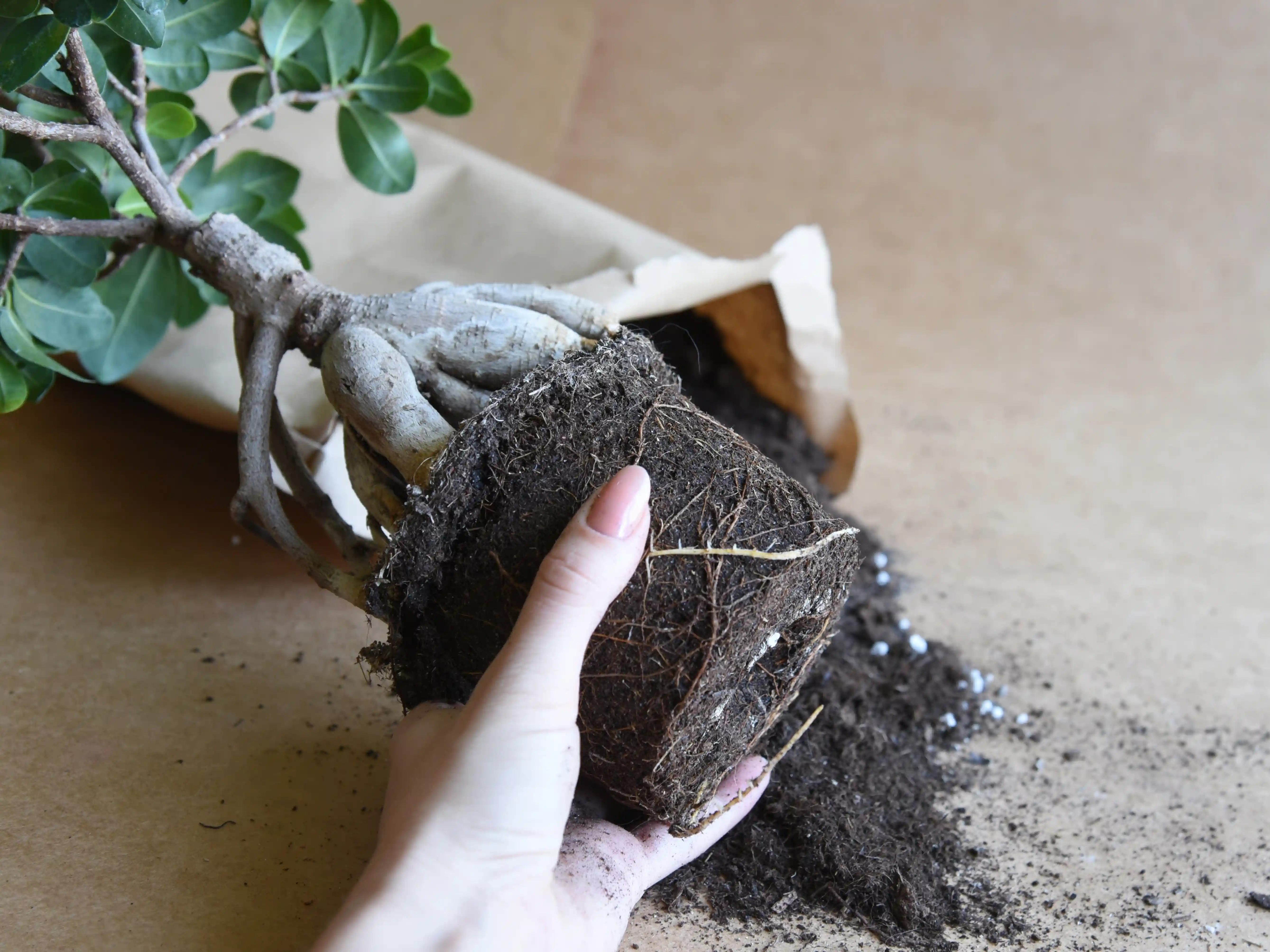 wickes-gardens-bonsai-care-6.webp