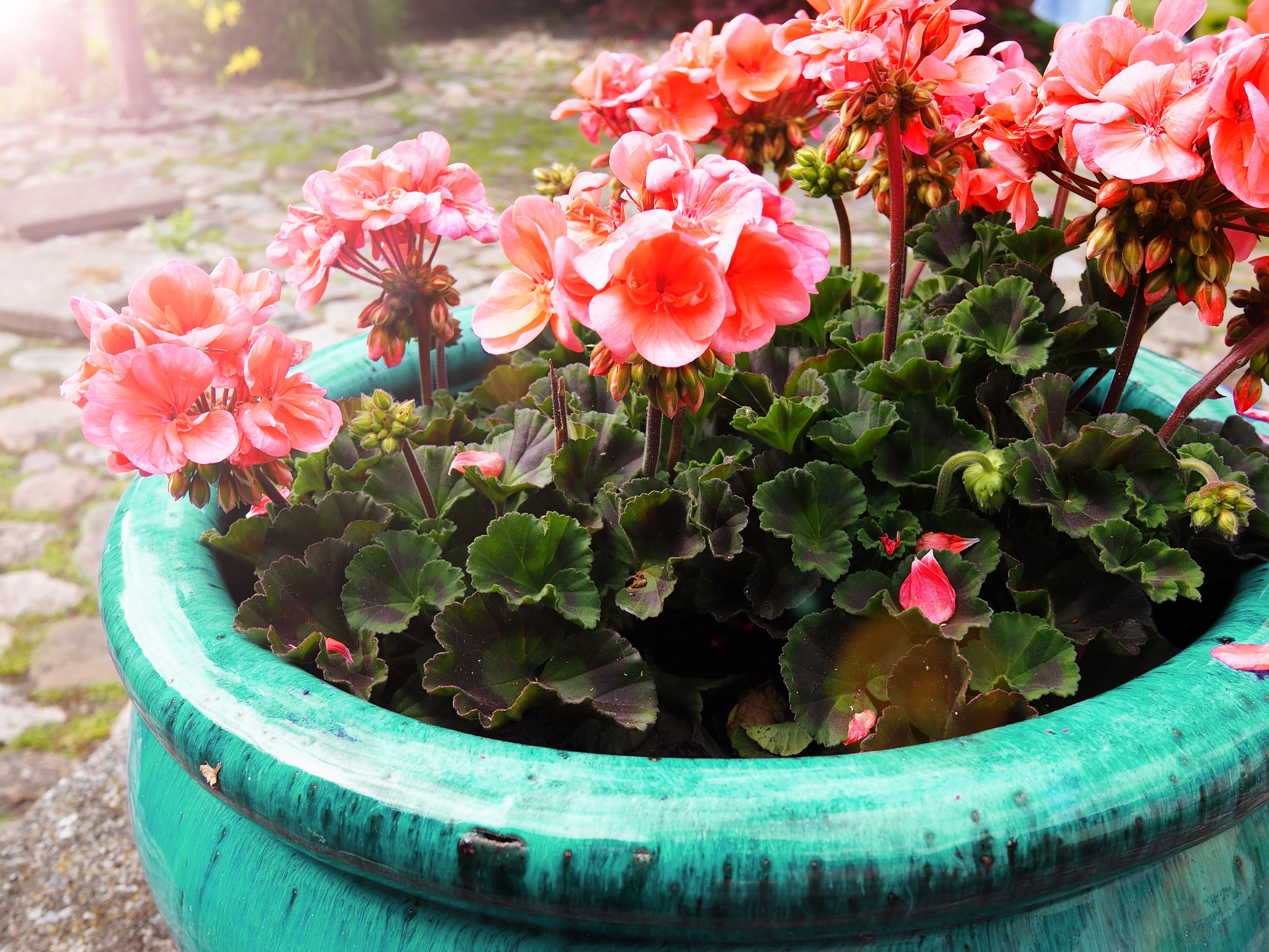 Preparing_container_plants_for_winter_-Frost-resistant_and_frost-proof_containers.jpg
