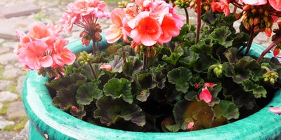 Preparing_container_plants_for_winter_-Frost-resistant_and_frost-proof_containers.jpg