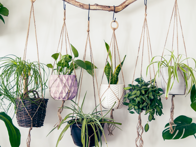 Main_header_image-Scandi-hangingplants.png
